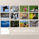 Wildlife Photography Post Cards Variety Pack